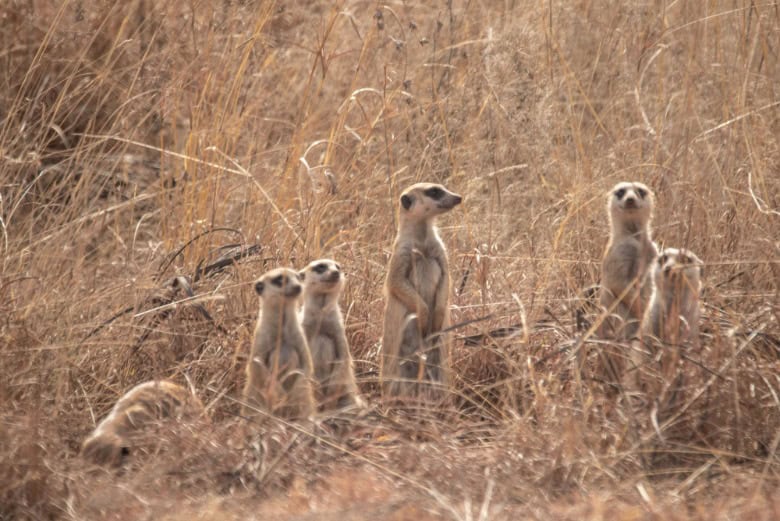A self-drive safari through Botswana is one of Africa’s greatest untamed spoils. Navigating the rugged 4x4 tracks connects you directly with vast landscapes, world-class wildlife, and pristine ecosystems, writes Vanessa Rogers.