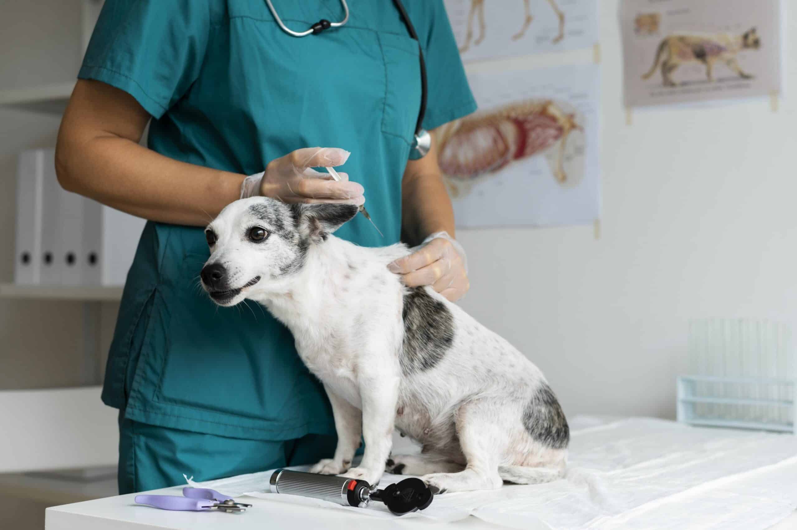 World Rabies Day targets elimination through global and local partnerships