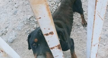 A dog rescued by Sandton SPCA at a derelict property in Marlboro Gardens. Photo: Supplied