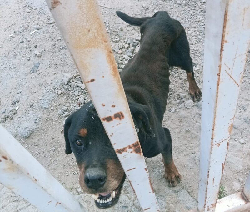 A dog rescued by Sandton SPCA at a derelict property in Marlboro Gardens. Photo: Supplied