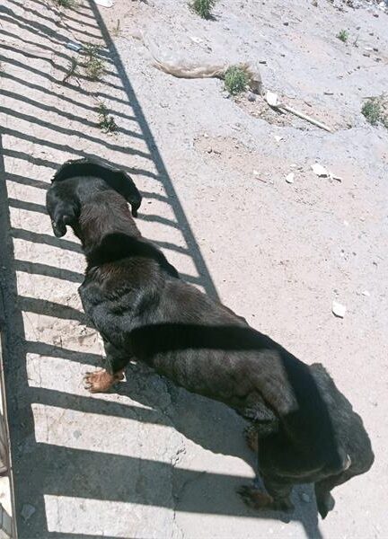 A dog rescued by Sandton SPCA at a derelict property in Marlboro Gardens. Photo: Supplied