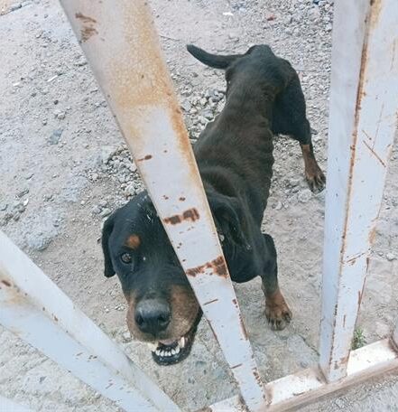 A dog rescued by Sandton SPCA at a derelict property in Marlboro Gardens. Photo: Supplied