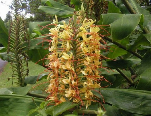Ginger Lily