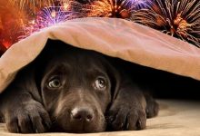 petsandfireworks_08671