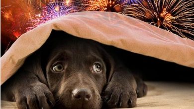petsandfireworks_08671