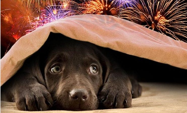 petsandfireworks_08671