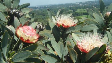 protea_00887