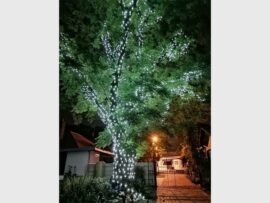 TREEOFLIGHTS1_41516