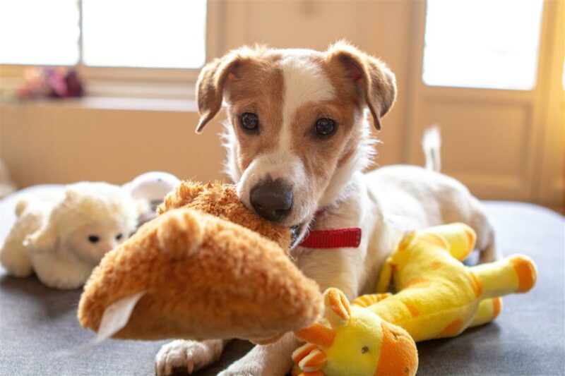 ElanaWagner-18-03-2022-Pets-DoggyDayCare.2 (Medium)