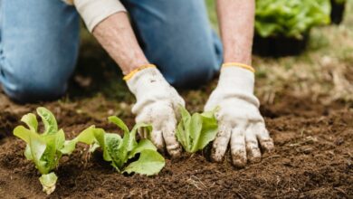 Cutting and sowing seeds