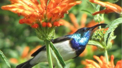 sunbirdwilddagga_02373