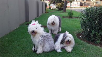 20220401_065704(La_31219