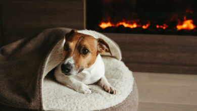 gettyimages-1257813765-612x612