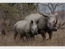 BestWildlife&Nature_94492