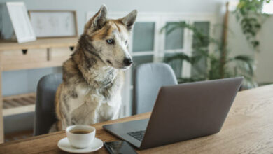 Dog sitting on chair and looking in to laptop