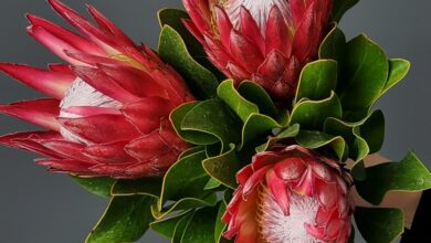 Protea flowers