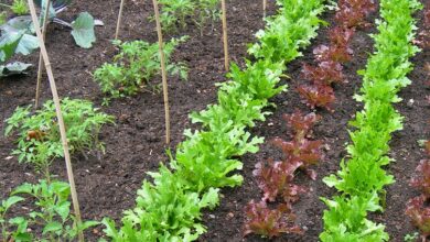 Alice Coetzee - 29-07-2022 - gardening - grow your own photo 1