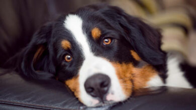 gettyimages-1061153008-612x612