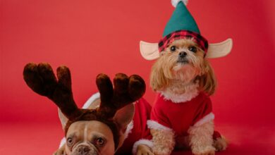 ElanaWagner-24-12-2021-Pets-ChristmasLunchDangers.2 (Medium)