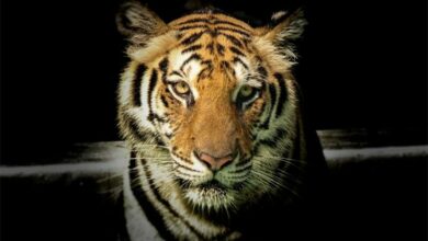 tigerPhotobySayanta_95740
