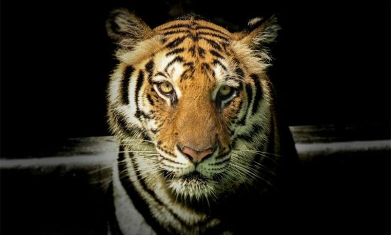 tigerPhotobySayanta_95740