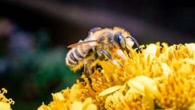 Celebrate World Bee Day