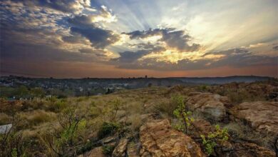 melville-koppies-by_21969