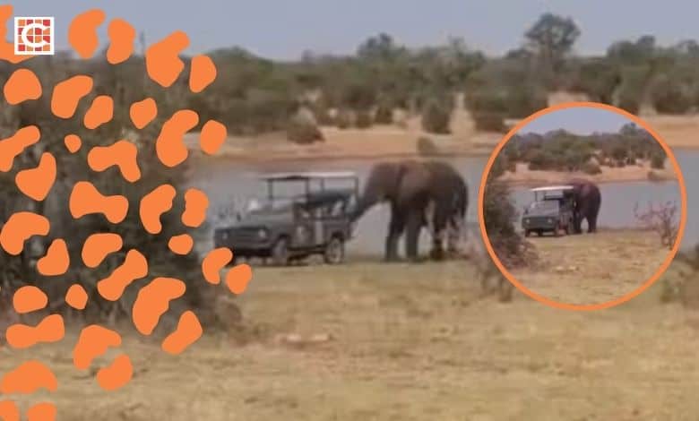 Tow 'trunk' saves the day as safari vehicle gets stuck