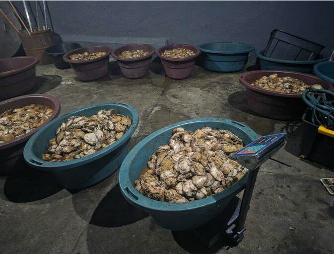 A total of eleven suspects have since been arrested after the discovery of abalone with an estimated value exceeding R10 million in Alberton.