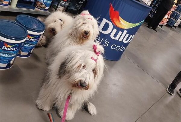 Friendly four-legged personalities will greet residents and pose for photos during local hardware store appearances.