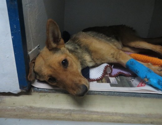 IMG_6055 (victim of cruelty) October 2016