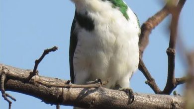 385Klaas'sCuckoo261_37674