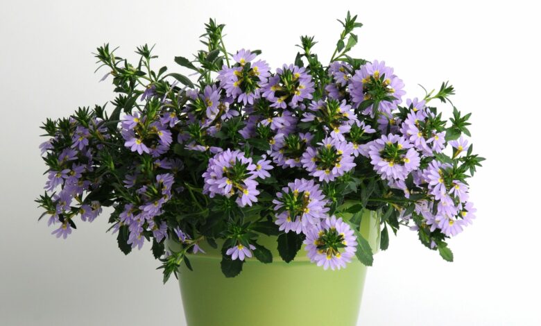 Alice Coetzee -03-12-2021-gardening - we're planting - photo 1