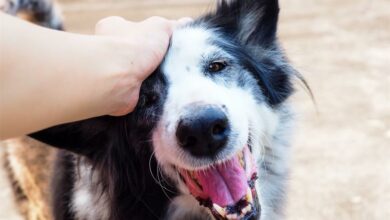 dog_lockdownstress_11390