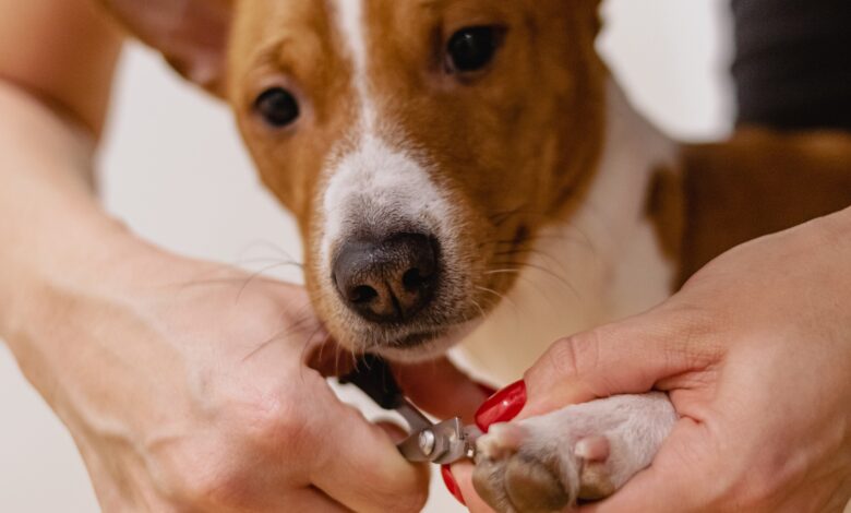 ElanaWagner-11-03-2022-Pets-NailClipping.1