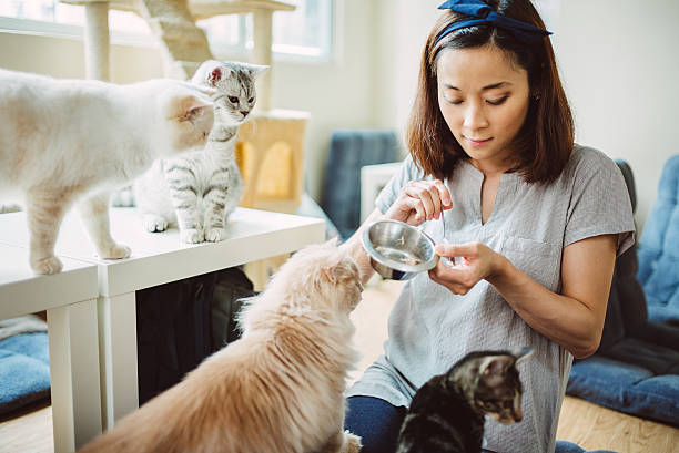 Pretty young lady feeding cats and kittens at home joyfully