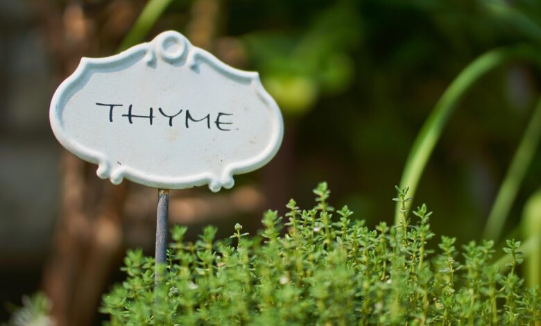 Alice Coetzee- 17-06-2022-gardening- grow your own photo 1