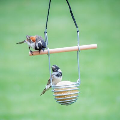 Alice Coetzee - 15-07-2022-gardening - birds- photo 4