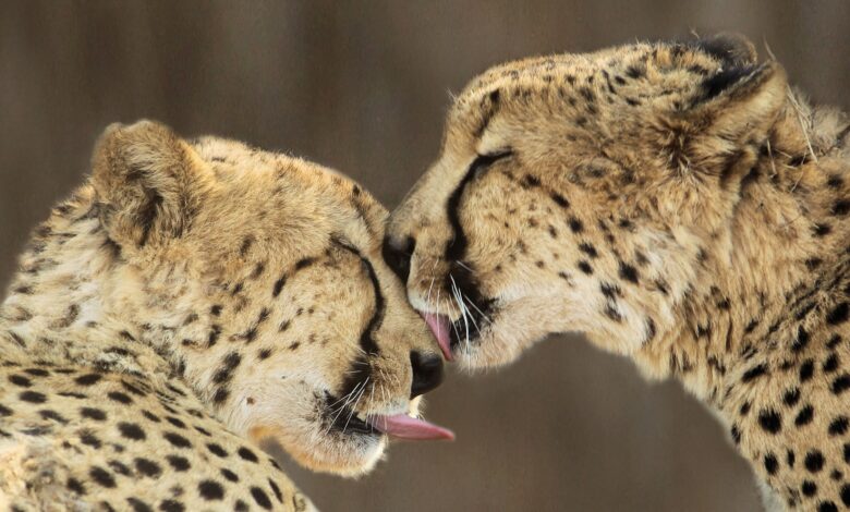 ElanaWagner-04-07-2022-Travel-RunForRangers.2