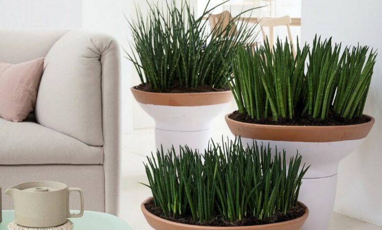 natural air freshners