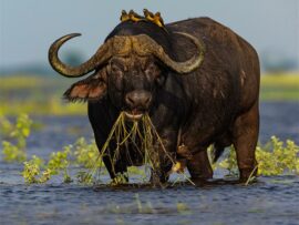 BestWildlife&Nature_62892