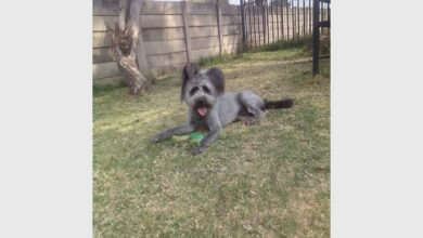 SPCA_65340