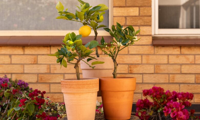 Alice Coetzee - 18-11-2022- gardening - patio plants - photo 1