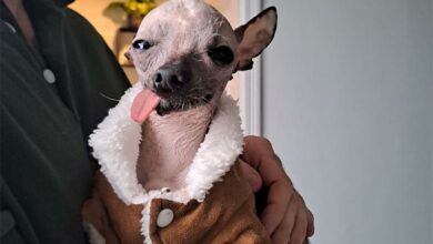 Pippodog_37948