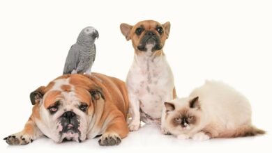 group of pet