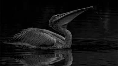 BestMonochromeSenio_26250