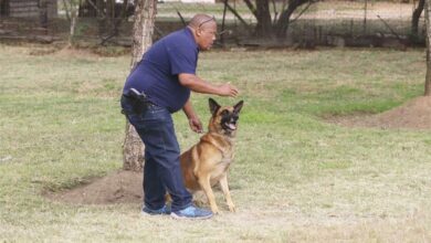 2323Lcanine(6)_33636