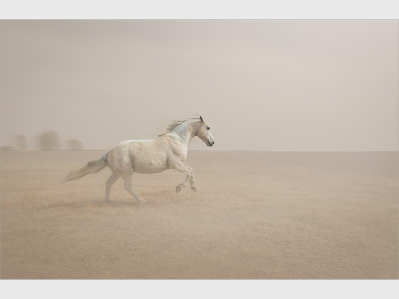 Augustussestofindie_44998