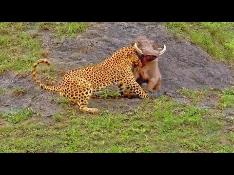 warthog
