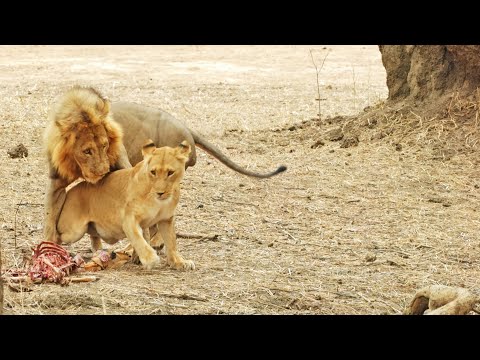 lion